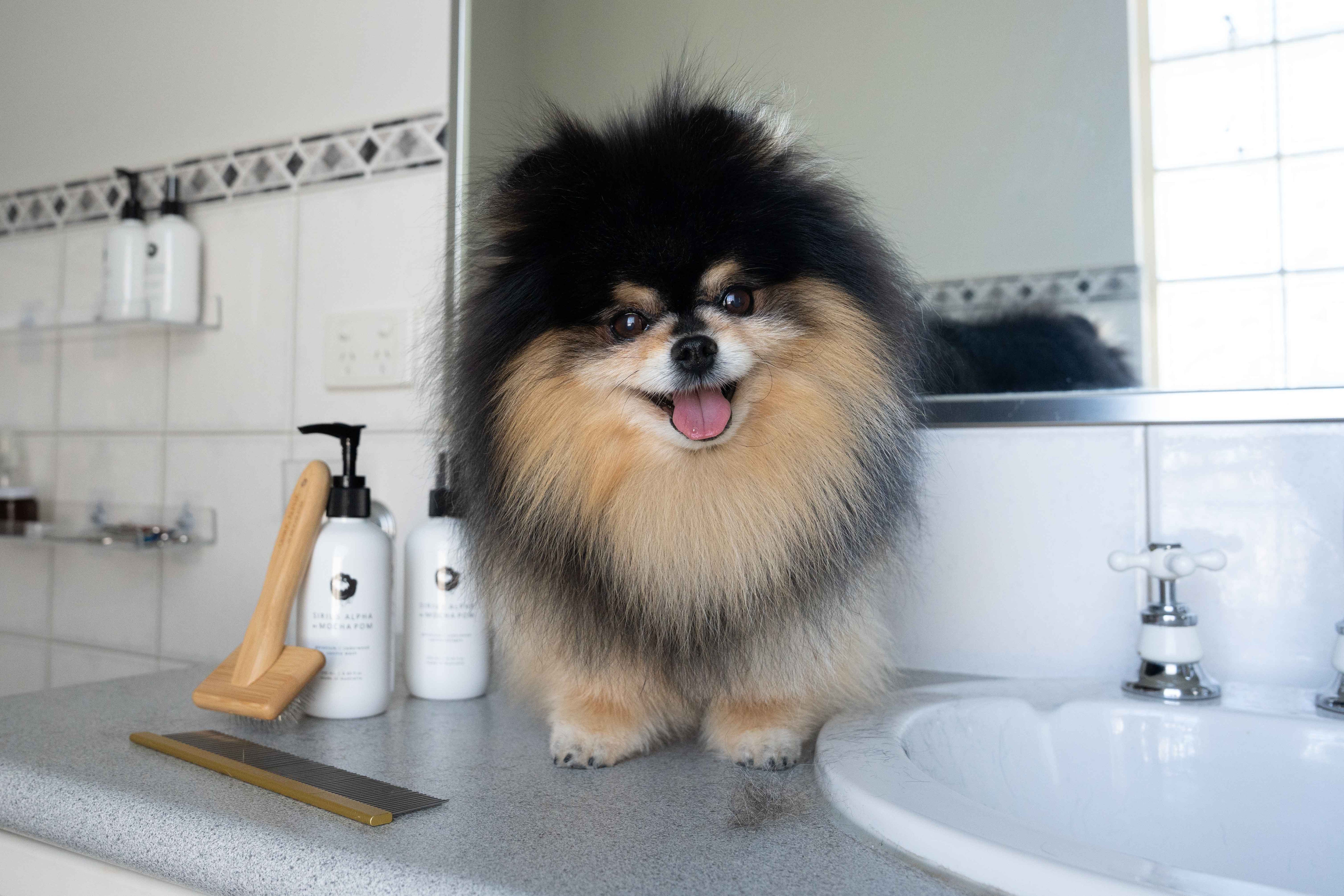 Pomeranian grooming at home Mocha Pom coat care