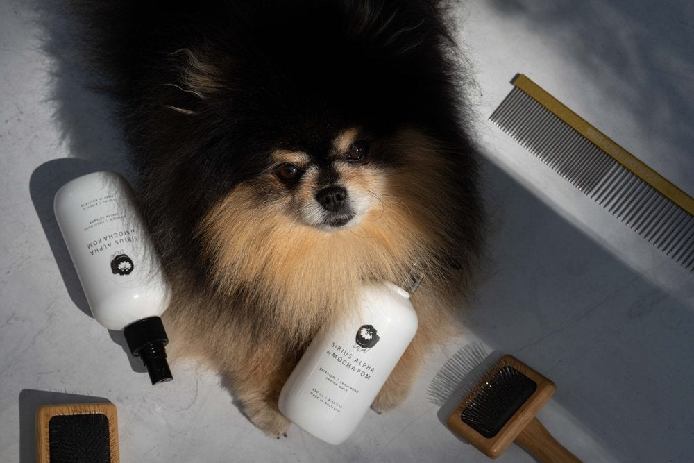 Mocha Pom Alopecia Story and How It Inspired the Creation of Sirius Alpha