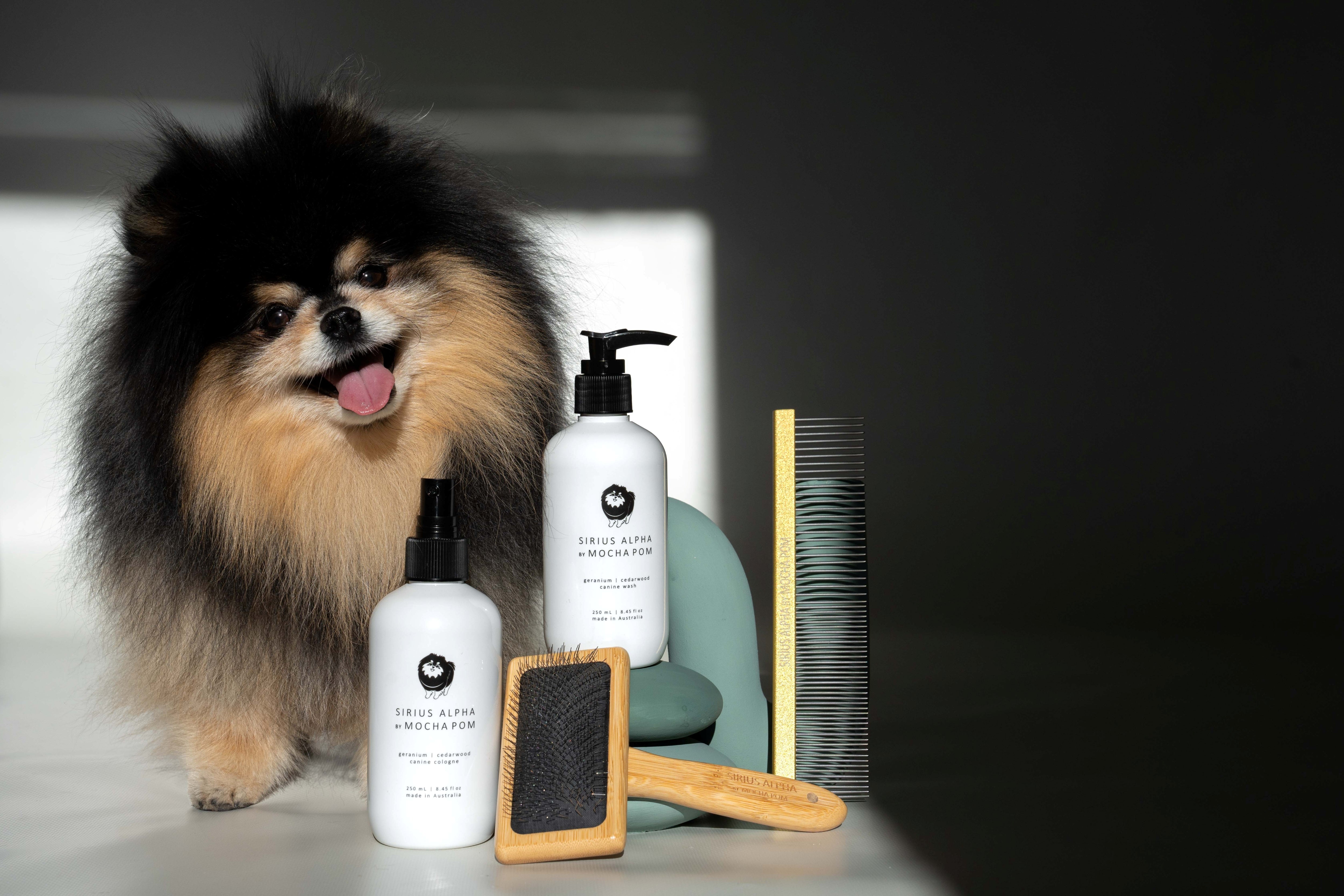 How To Care For and Manage the Coat of a Pomeranian