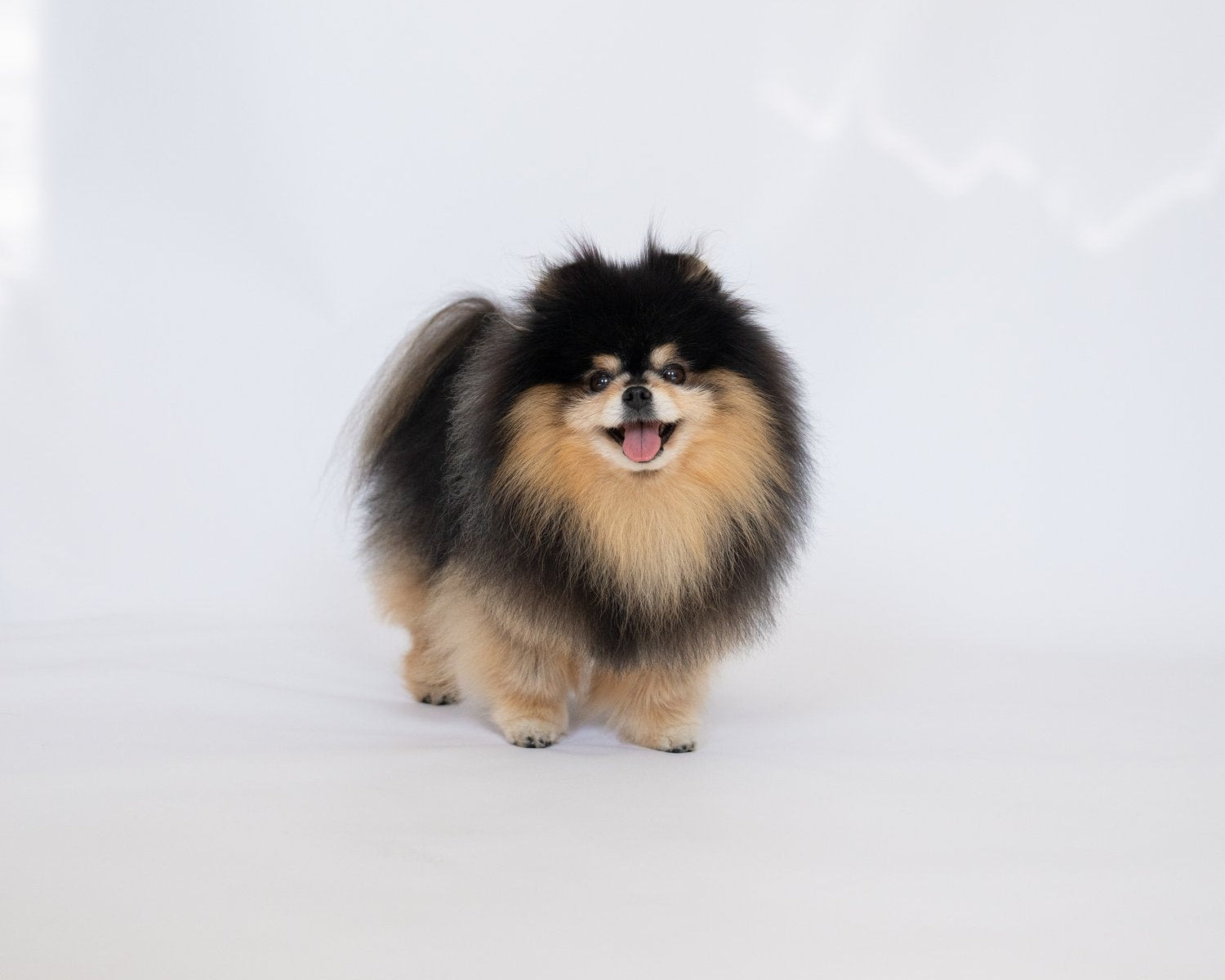 About the Pomeranian Breed