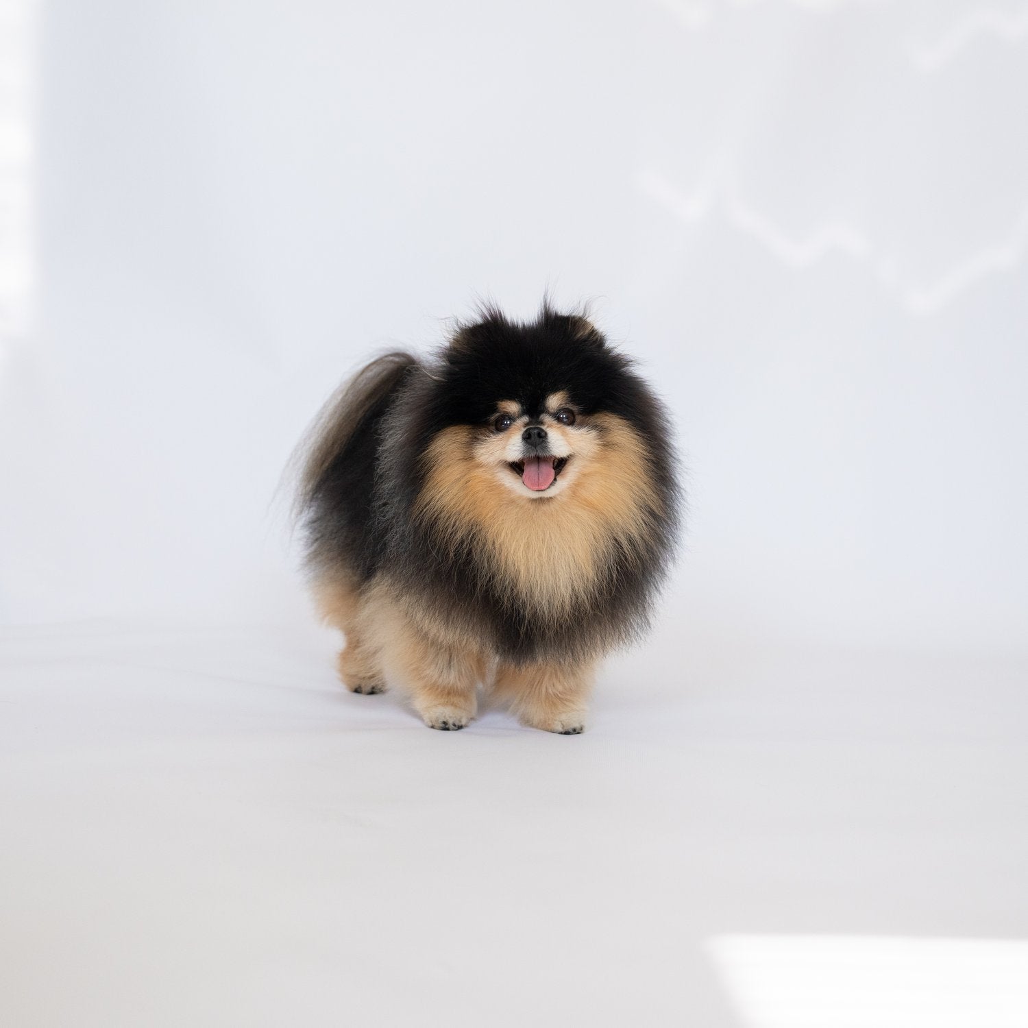 About the Pomeranian Breed