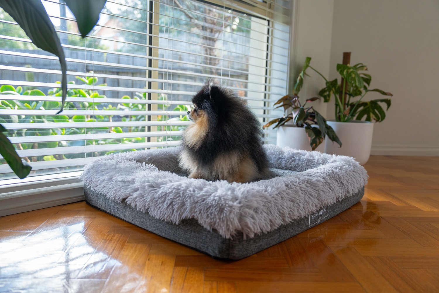 Essential Items You Must Have as a Pomeranian Owner