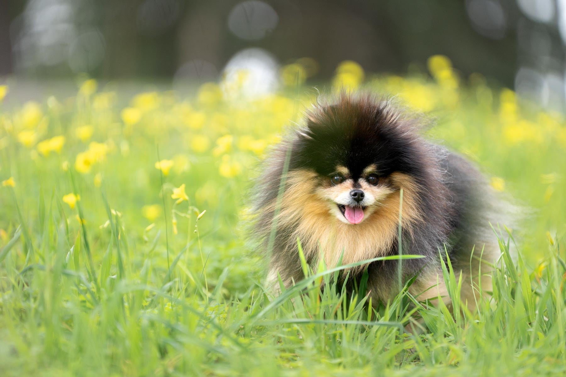 Behind the Scenes: How Mocha Pom Became a Social Media Star