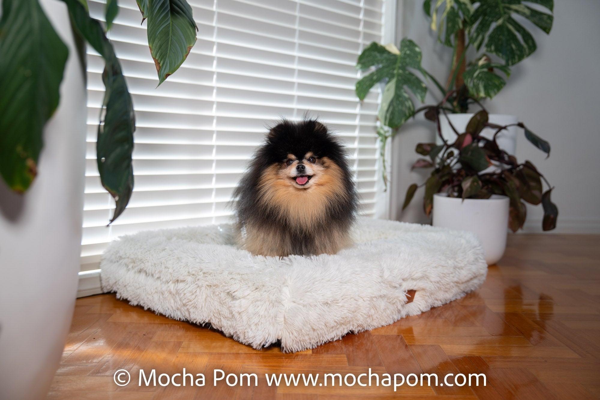 Mocha Pom's Favourite Bed - Kangaroo Bed