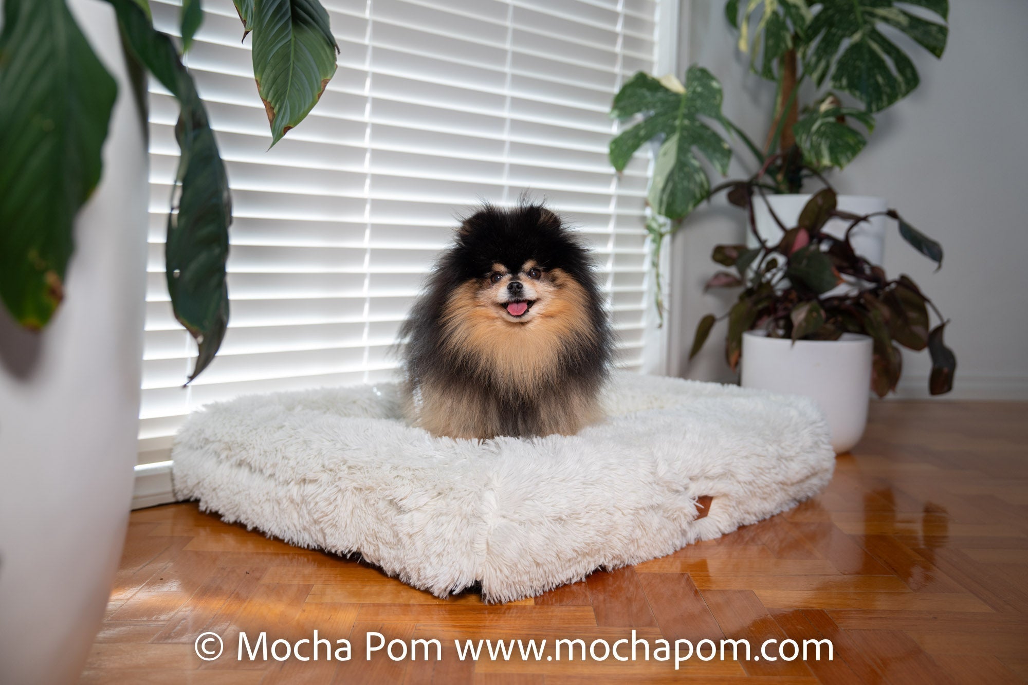 Mocha Pom's Favourite Bed - Kangaroo Bed