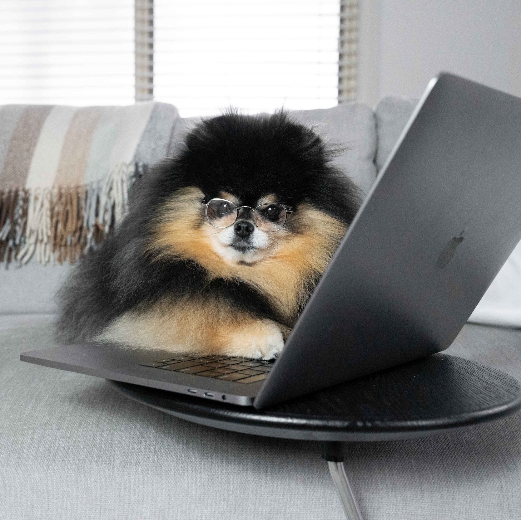 Mocha Pom posing for a photo on a computer