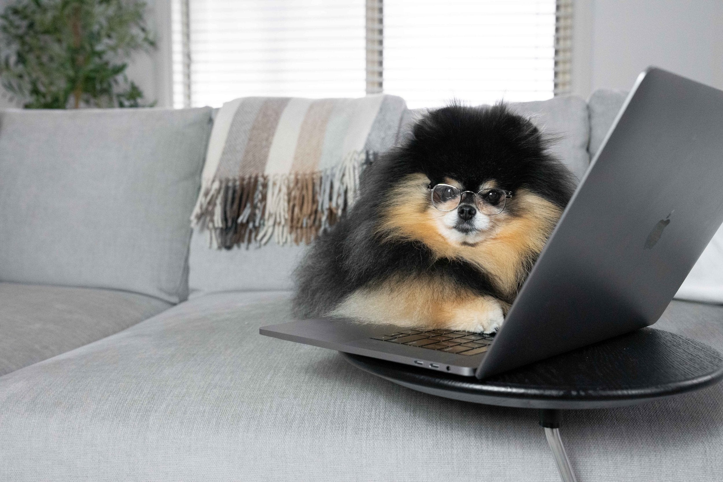 Mocha Pom posing for a photo on a computer