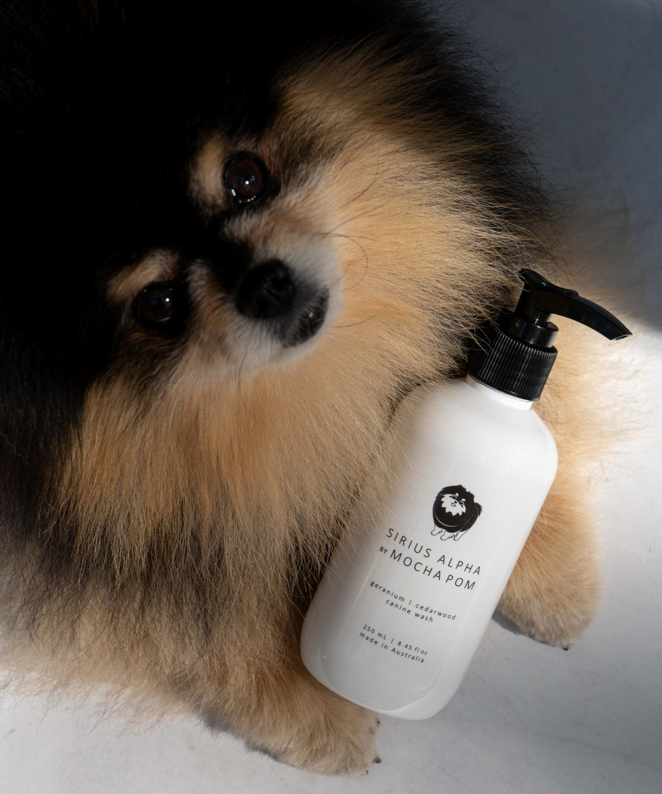 Mocha Pom posing with Sirius Alpha canine wash