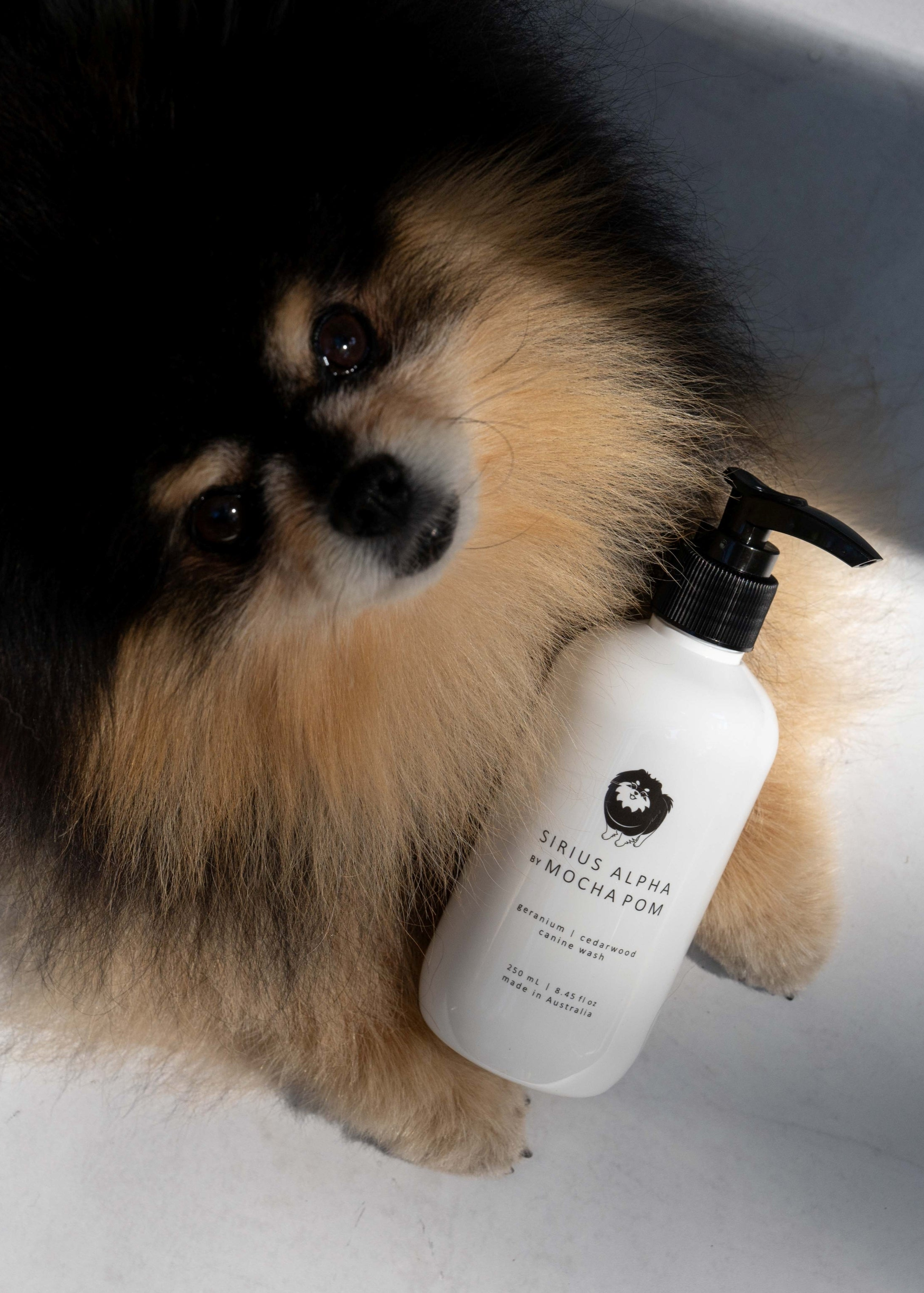 Mocha Pom posing with Sirius Alpha canine wash