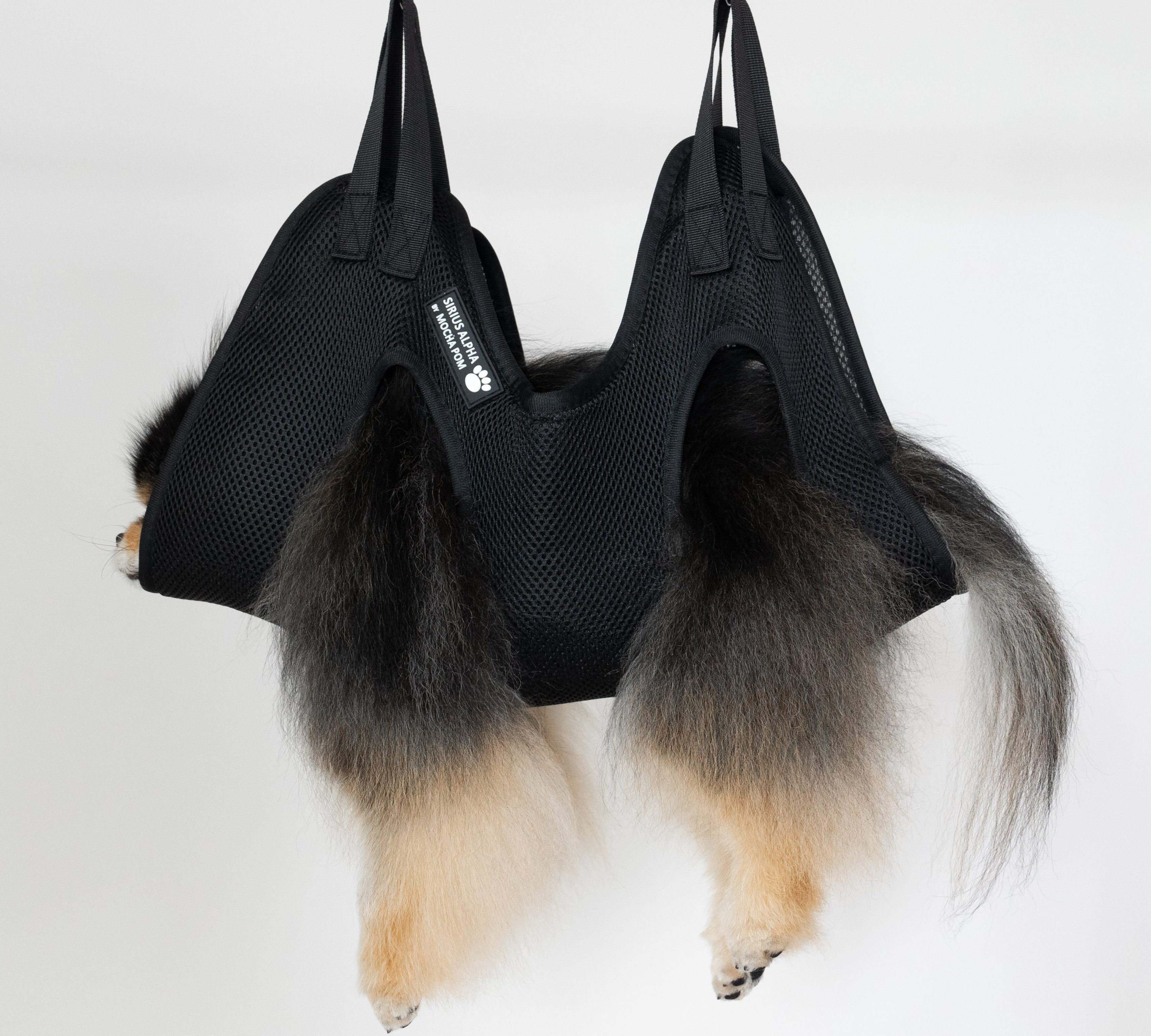 Mocha Pom sitting in Sirius Alpha grooming bag