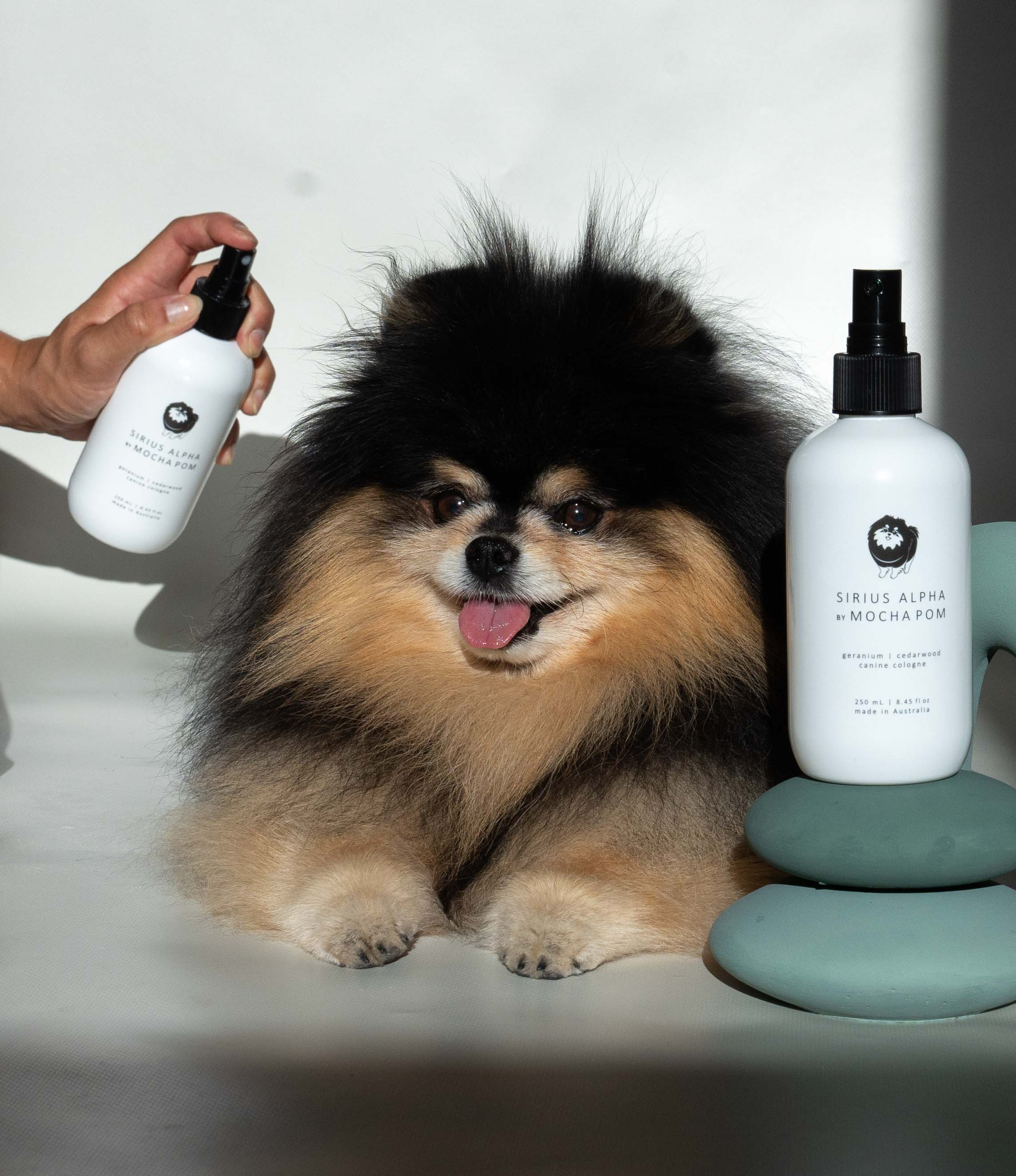 Mocha Pom being sprayed by the Sirius Alpha cologne