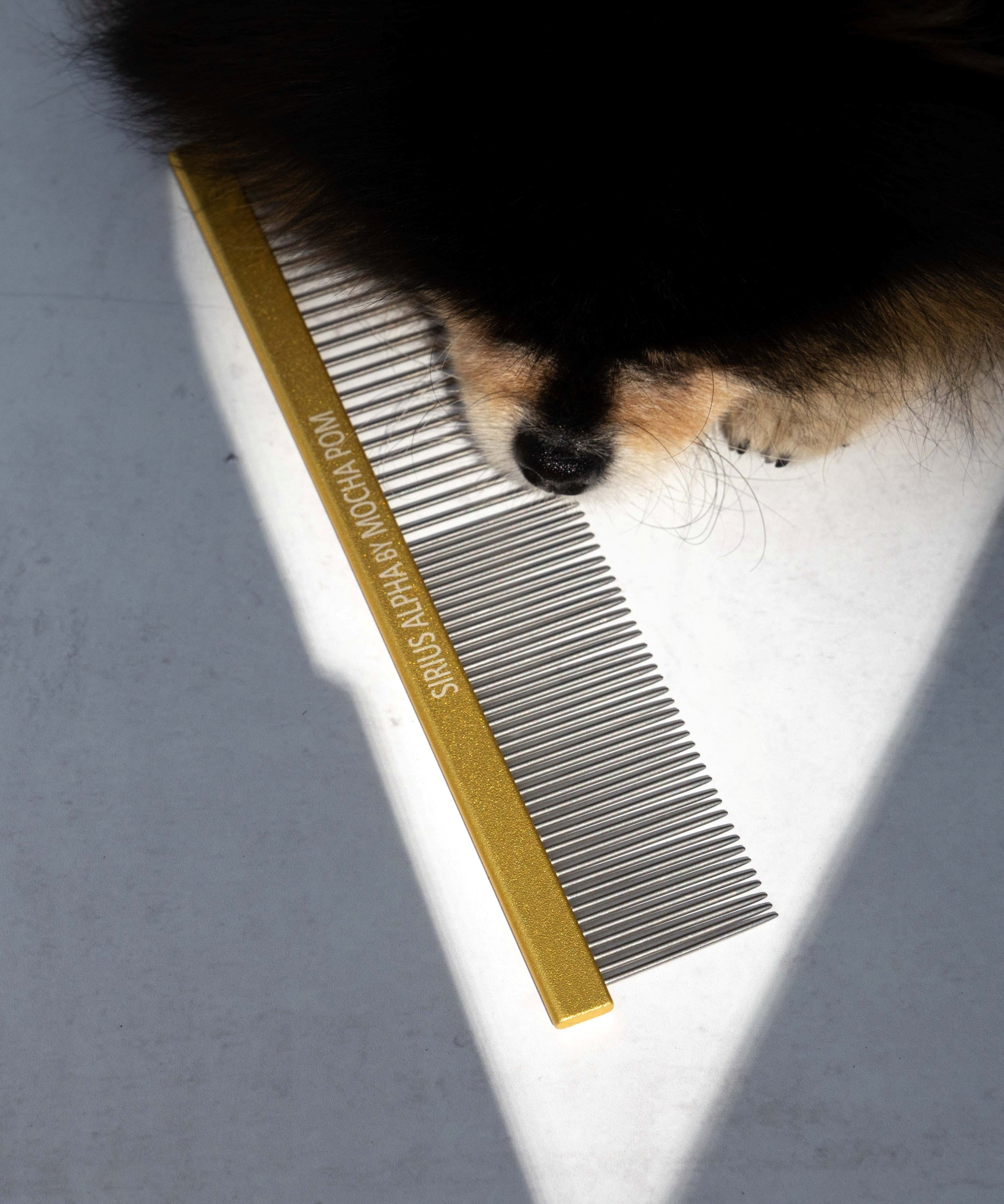 Mocha Pom posing with Sirius Alpha comb 