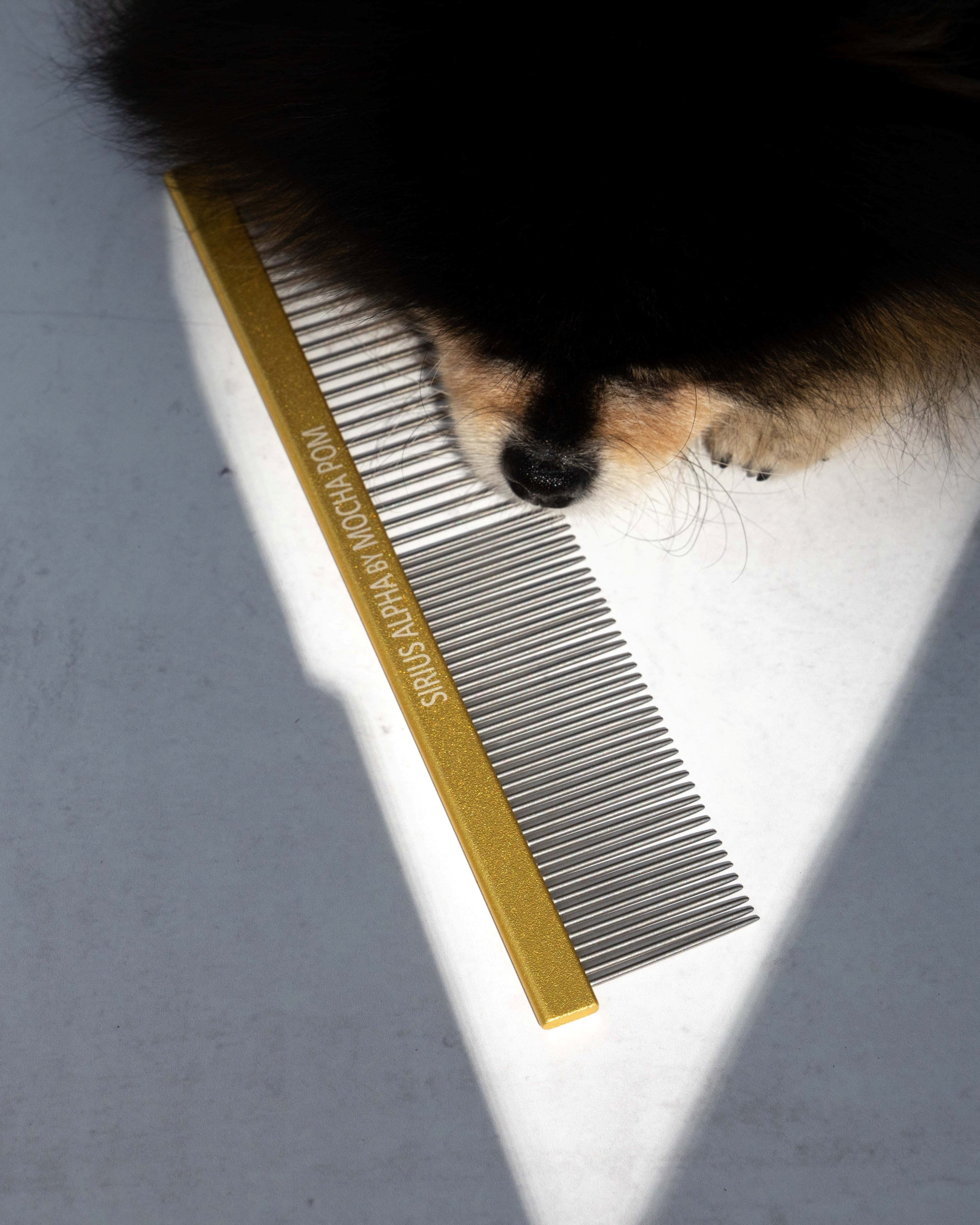 Mocha Pom posing with Sirius Alpha comb 